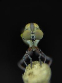 macro photography