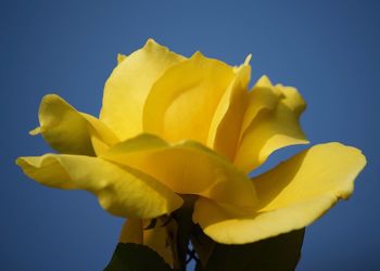 Close-up of yellow rose against blue sky