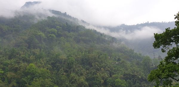 Scenic view of forest