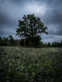 Scenic view of flowering trees on field against sky