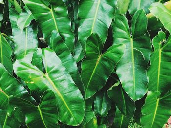 Full frame shot of leaves