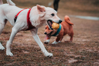 Dog running in a field