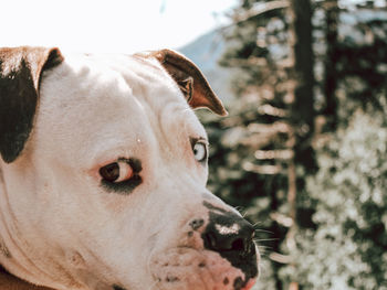 Close-up of a dog looking away