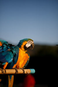 Close-up of parrot perching on a bird