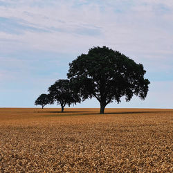 Tree on field against sky