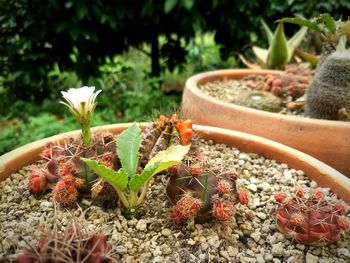 Close-up of succulent plant on field