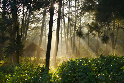 Trees in forest