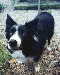 Close-up portrait of black dog