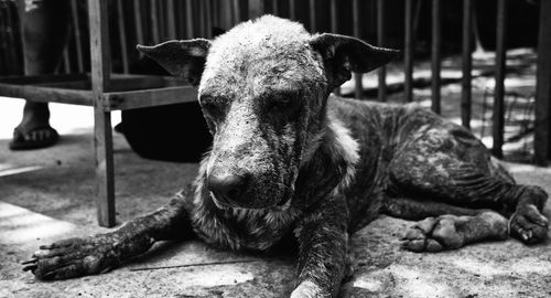 Close-up portrait of dog relaxing outdoors