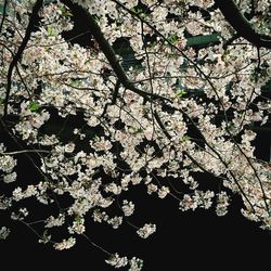 Close-up of flowers on tree