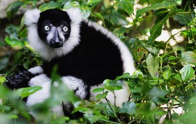 Black and white ruffed lemur amidst plants in forest
