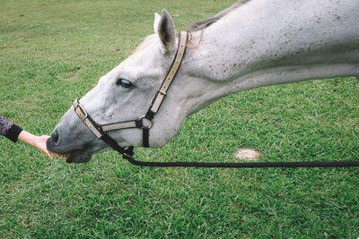 Man feeding horse on field