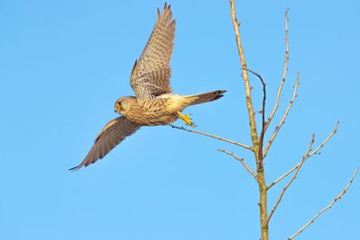 Low angle view of eagle flying against blue sky