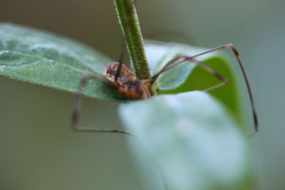 Close-up of insect on leaf