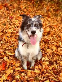 Portrait of dog lying on leaves during autumn
