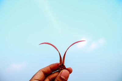 Close-up of hand holding red flowers against blue sky