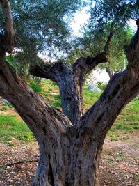 Close-up of tree trunk on field