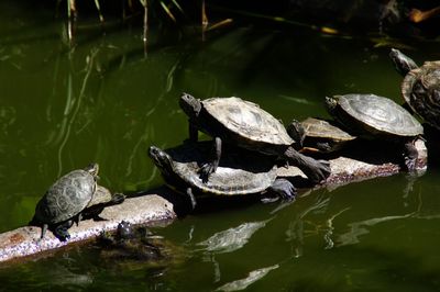 High angle view of turtles on wood in pond