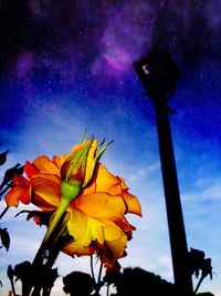 Low angle view of yellow flower against sky