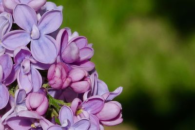 Close-up of pink flowering plant