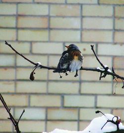 Close-up of bird perching on railing