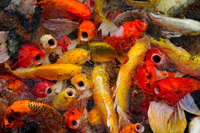 Close-up of koi fish in sea