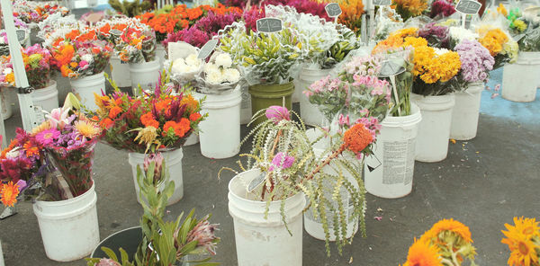 Colorful flowers for sale in market