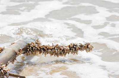 High angle view of insect on beach