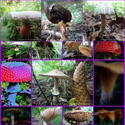 Close-up of mushrooms