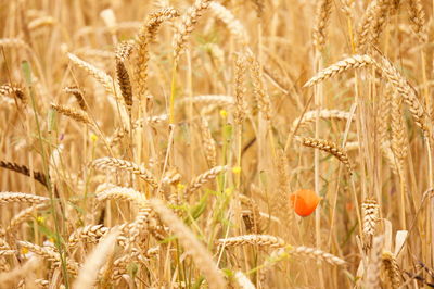 Close-up of wheat growing on field