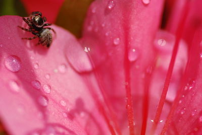 Close-up of wet pink flower