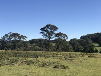 Trees on field against clear blue sky