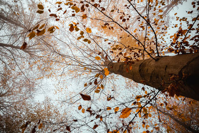 Low angle view of bare tree during winter