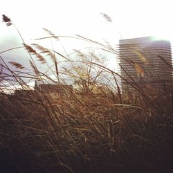 Plants growing on field