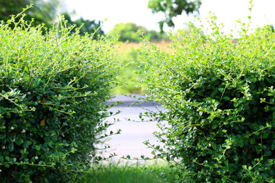Scenic view of trees along plants