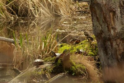 View of bird on tree trunk