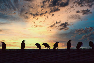 Silhouette ravens on the rooftop during the sunset 
