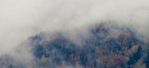 Panoramic view of trees in forest against sky