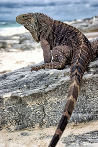 Close-up of lizard on rock