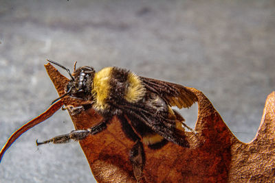 Close-up of bee on the dry leaf