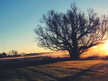 Bare tree on field against clear sky at sunset