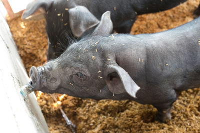 Close-up of a turtle