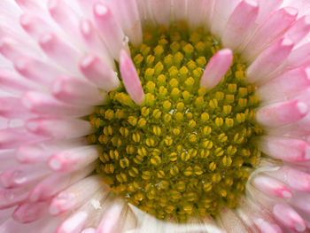 Extreme close-up of pink flower