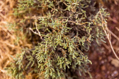 Close-up of lichen on plant