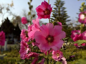 Close-up of pink flowers blooming outdoors