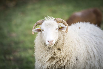 Close-up of sheep on field