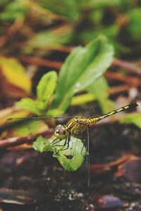 Close-up of insect on plant