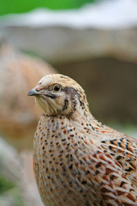 Portrait of laying quail in appropriate habitat