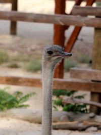 Close-up of bird