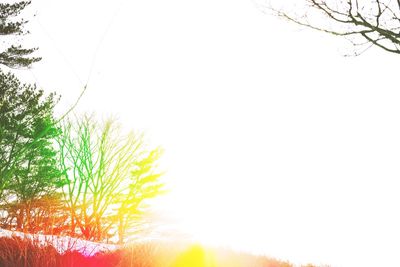 Low angle view of trees against clear sky